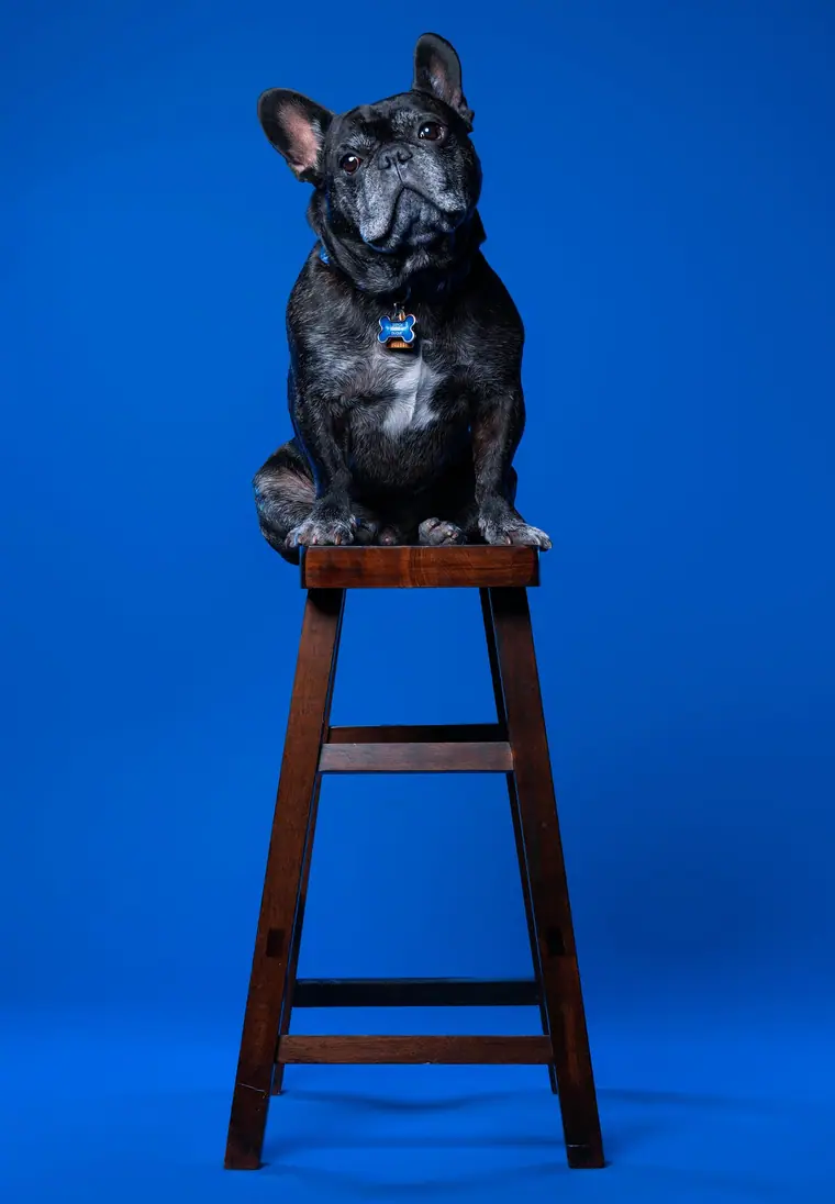 Stitch, Headshots by Quantos Media, Las Vegas